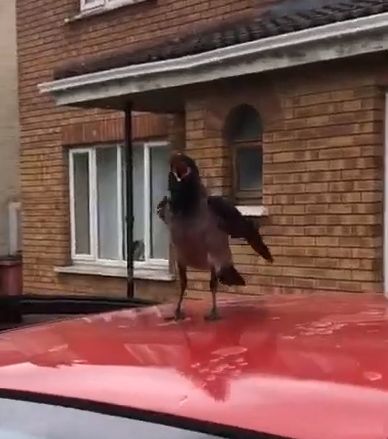 Каждое утро этот бедолага сражается с этой птицей за свою машину