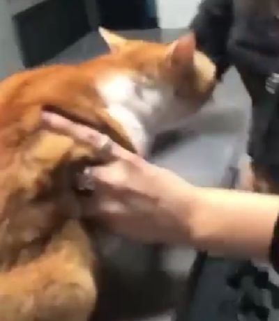 Кот в ветеринарке