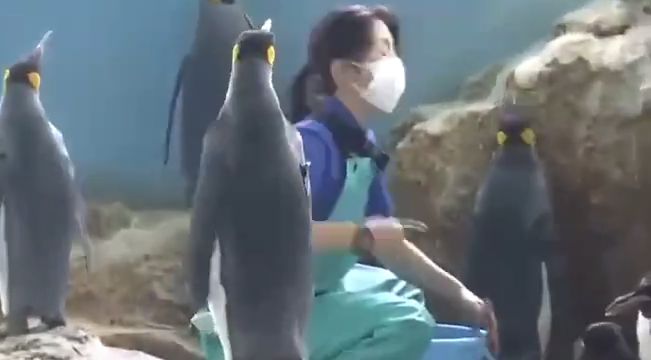 Пингвины из японского океанариума в прямом смысле объявили голодовку из за того, что им стали покупать более дешёвую рыбу