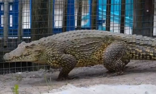 Оказывается, крокодилы умеют бегать галопом
