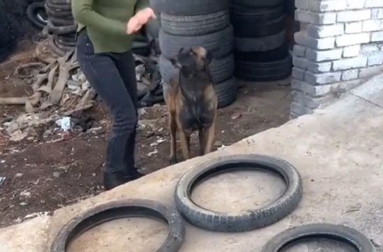 Умный пес помогает своему хозяину