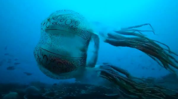 Одна из редчайших медуз в мире