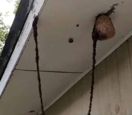 Вторжение в осиное гнездо муравьёв