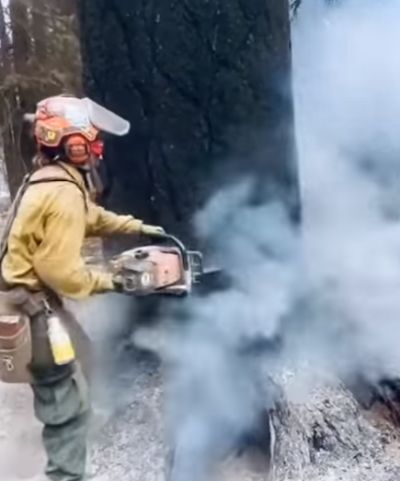 Вырубка горящего дерева