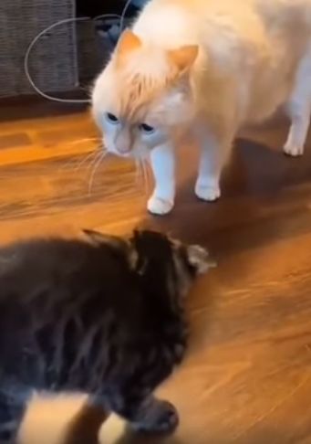 Как две кошки подружились за 7 дней⁠⁠