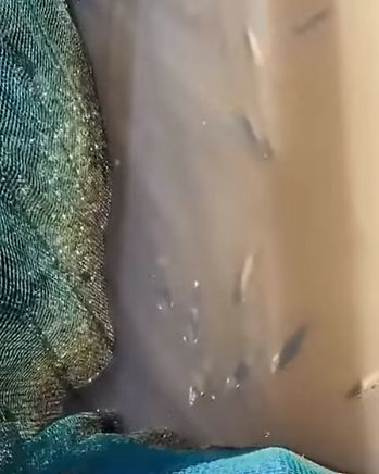 Рыба-лучник атакует добычу мощной струей из-под воды⁠⁠