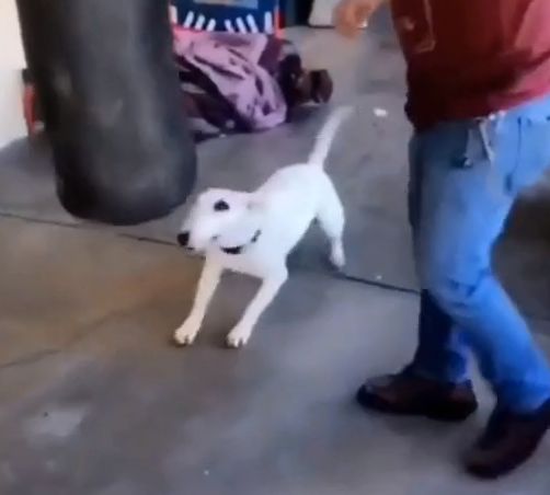 Пес научился не только кусать, но и бить лапами