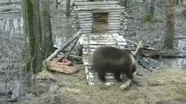Медведь строит дом