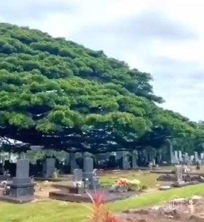 Дерево на кладбище⁠⁠