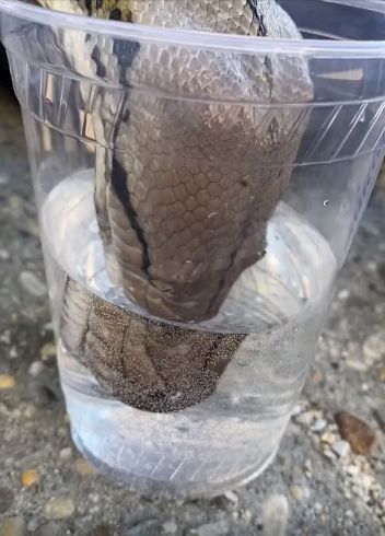 Как змея пьет воду