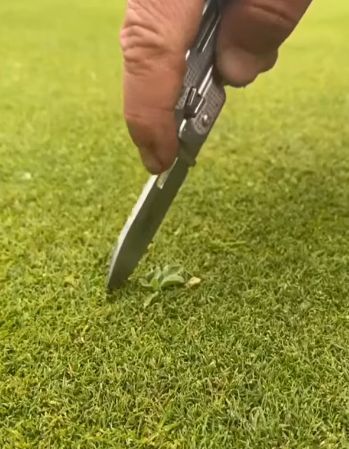 Удаление сорняка с газона для гольфа