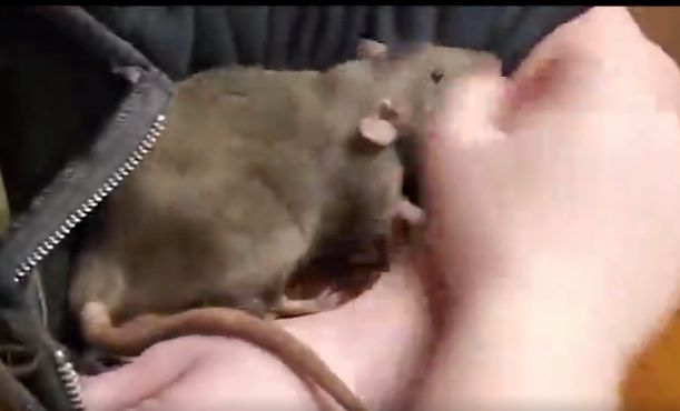 Мама-крыса показывает своих маленьких Сплинтеров