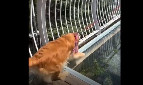 Пес боится идти по стеклянному мосту
