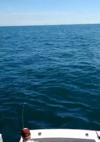 В Массачусетсе акула напугала рыбаков запрыгнув в лодку