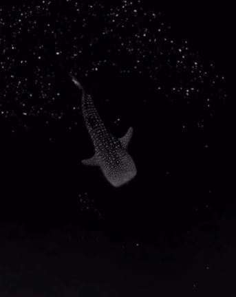 Китовая акула в биолюминесцентных водорослях⁠⁠