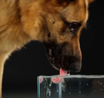 Как собаки пьют воду