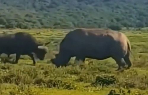 Наивный буйвол решил выяснить отношения с носорогом