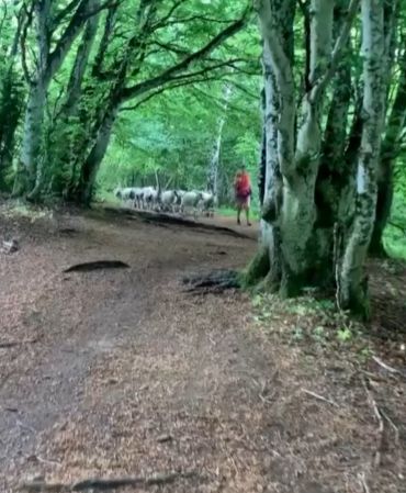 Бегунья во Франции случайно наткнулась на сотню заблудившихся овец, которые начали следовать за ней
