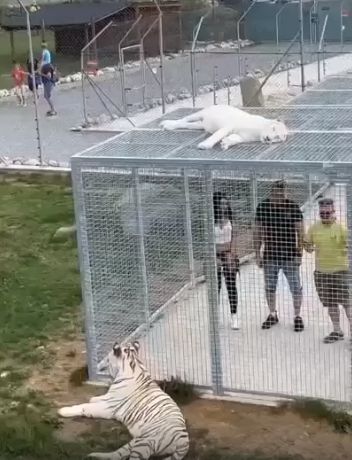 Правильный зоопарк