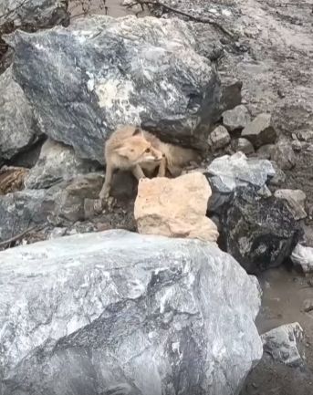 Помощь лисе застрявшей под камнем