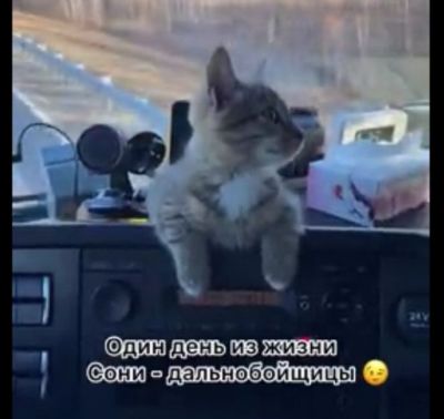 Котенок-напарник дальнобойщика