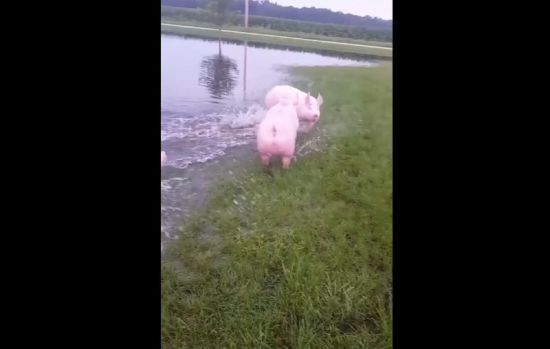 После дождя свинки радуются⁠⁠