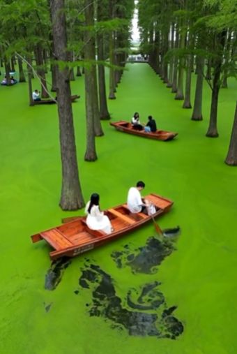 Водно-болотный парк в Гонконге⁠⁠