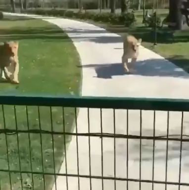 Встреча со львами