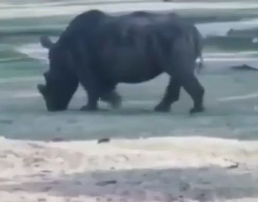 Носорог бодает рогом. Не шутите с носорогом!⁠⁠