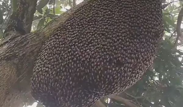 Гигантские медоносные пчелы защищают свой улей от хищников с помощью волнового эффекта, известного как "мерцание"