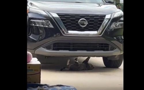 Кот чинит машину даже несмотря на то, что у него лапки