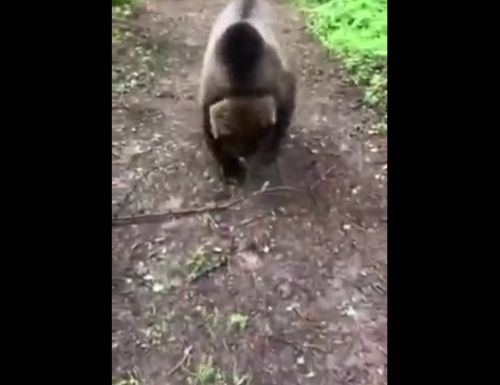 Встретили медведя в лесу? Что делать?