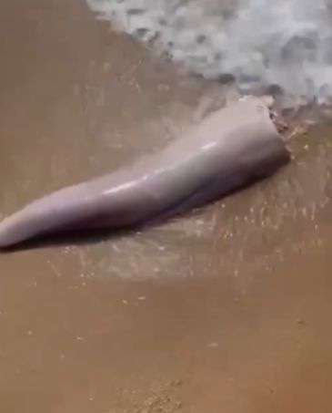 В Австралии на пляже обнаружили оторванный член кита