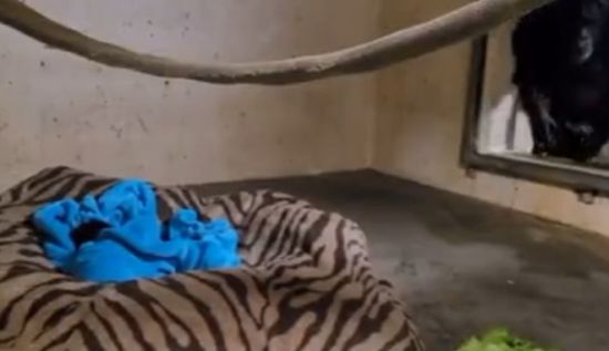 В зоопарке округа Седжуик родился шимпанзе. У него были проблемы с дыхательными путями, поэтому его пришлось оставить у ветеринара⁠⁠