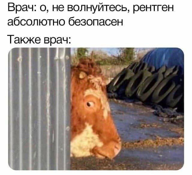 Шутки и мемы 11.11.2022 evergreen,Юмор