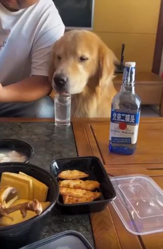 Пьющий пёс - горе в семье