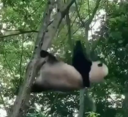 Панды действительно очень ловкие и грациозные существа