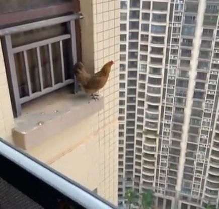 Да, это курица. На высотном здании. Летающая