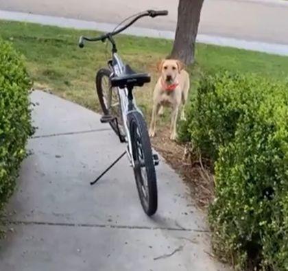 Этот пёс обожает катать своего хозяина на велосипеде