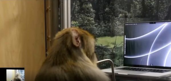 Илон Маск показал чипированную обезьяну, которая печатает на клавиатуре силой мысли