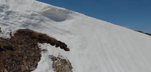 Медвежонок вскарабкивается на снежную гору.