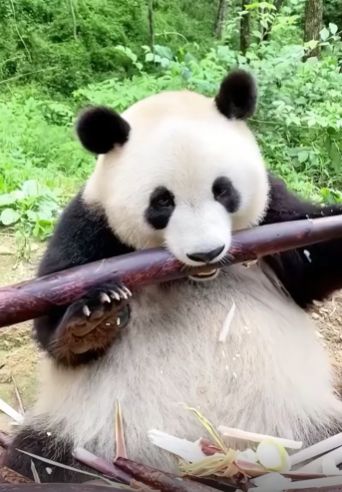 Просто панда точит бамбук)⁠⁠