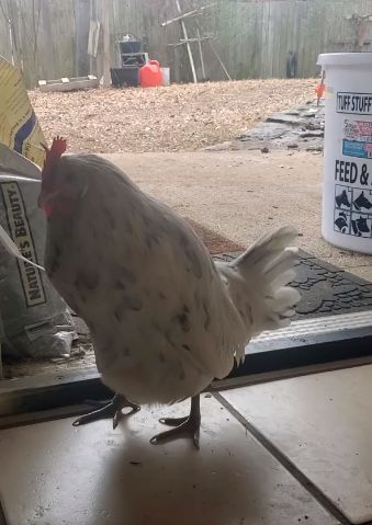 Курица решила лично доставить яйцо на завтрак хозяйке