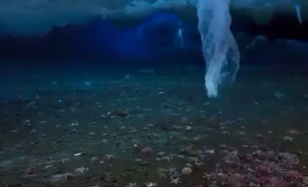 Бриникл или "ледяной палец смерти" - подводная сосулька, которая замораживает и убивает все на своем пути⁠⁠