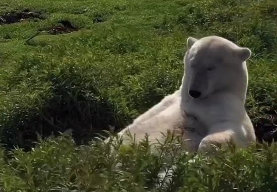 Белый медведь расслабляется после тяжелого трудового дня