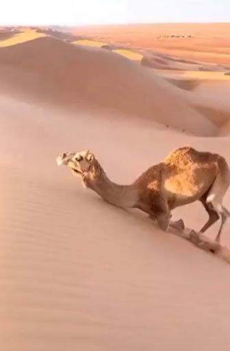 Когда нибудь задумывались, как верблюды забираются на песчаные дюны?⁠⁠