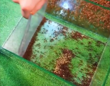 Тысяча тараканов против тысячи муравьев