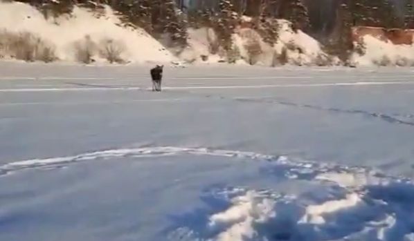 На Волчихинском водохранилище любопытный лось подошел к рыбаку