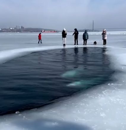 Во Владивостоке людям не скучно, они гуляют с китами