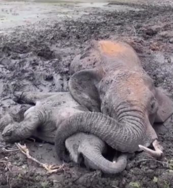 Спасение слонёнка и его мамы⁠⁠